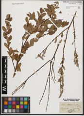 Foto von Salix starkeana Willd.